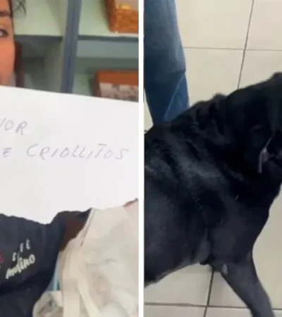 Otto, el labrador que hace los mandados y conquista corazones