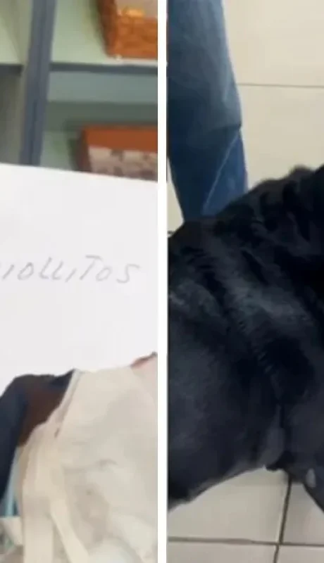 Otto, el labrador que hace los mandados y conquista corazones