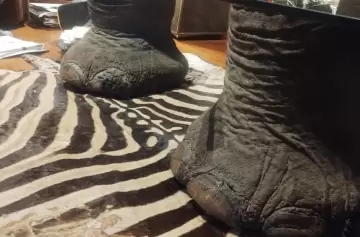 Lujo macabro:  desmantelan una red de tráfico ilegal de fauna