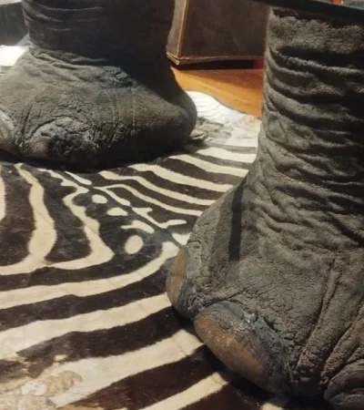 Patas de elefantes usadas para una mesa.