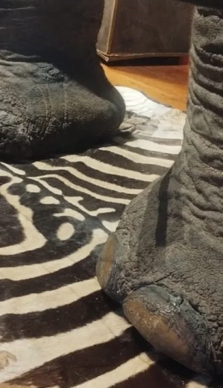 Patas de elefantes usadas para una mesa.