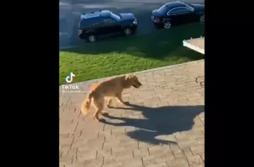 Se subió al techo a trabajar y apareció su perro: así logró subir el animal