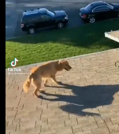 Se subió al techo a trabajar y apareció su perro: así logró subir el animal