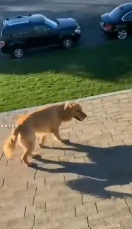 Se subió al techo a trabajar y apareció su perro: así logró subir el animal