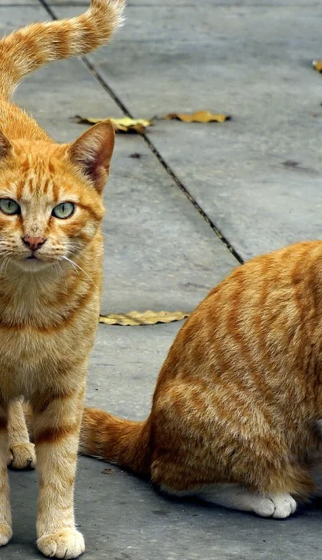Los Gatos tienen su día de mimo este 20 de febrero