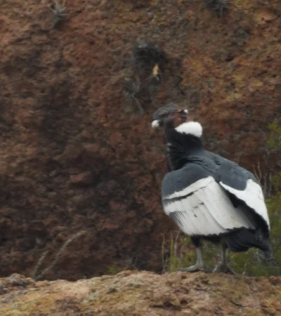 Cóndor andino, especie protegida en Mendoza