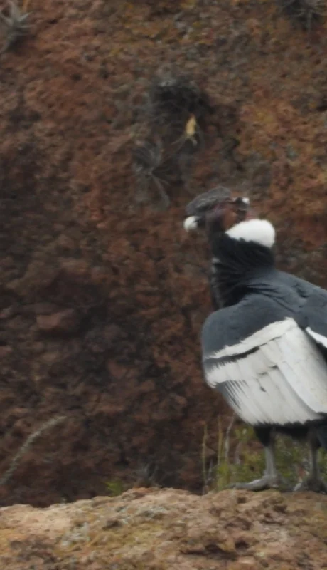 Cóndor andino, especie protegida en Mendoza