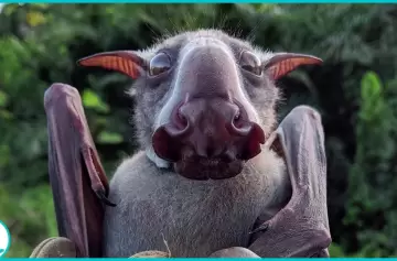 El "monstruo" que desafía nuestra imaginación por su terrorífico aspecto