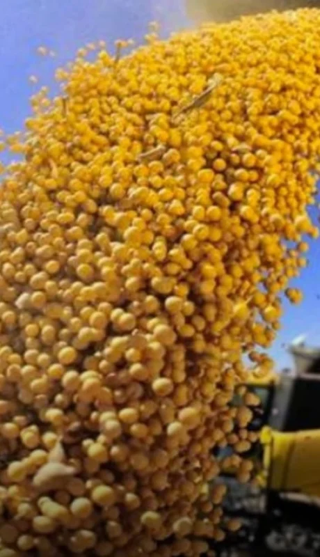 La cotización de la soja se ubicó en el precio más bajo en casi 20 años.