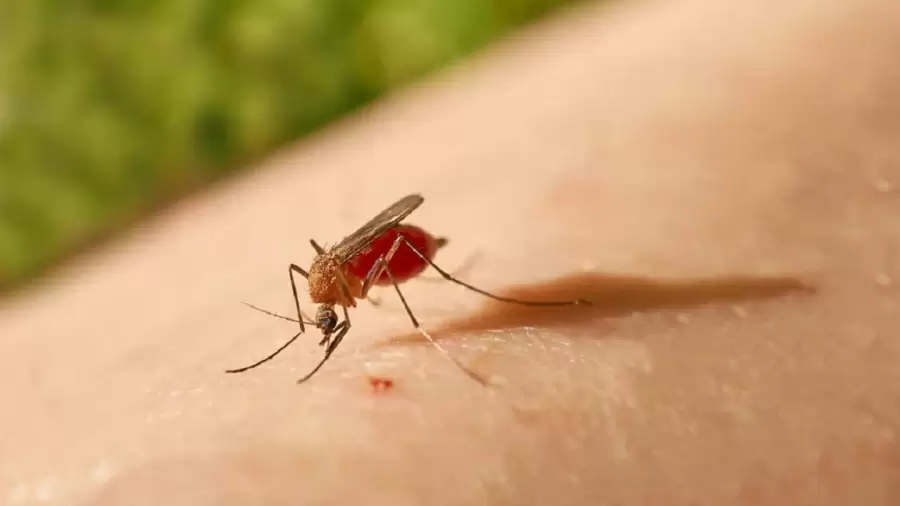 Varias veces mas pequeño que el mosquito, el jején Culicoides paraensis pica sin ser advertido.