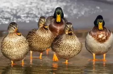 Héroes inesperados: patos salvan a un pingüino del ataque de águilas