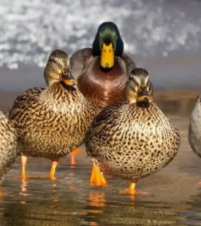 Patos salvan a un pingüino de ser comido por águilas. Imagen ilustrativa