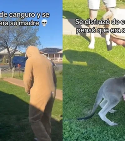 Canguro se confundió y pensó que era su madre.