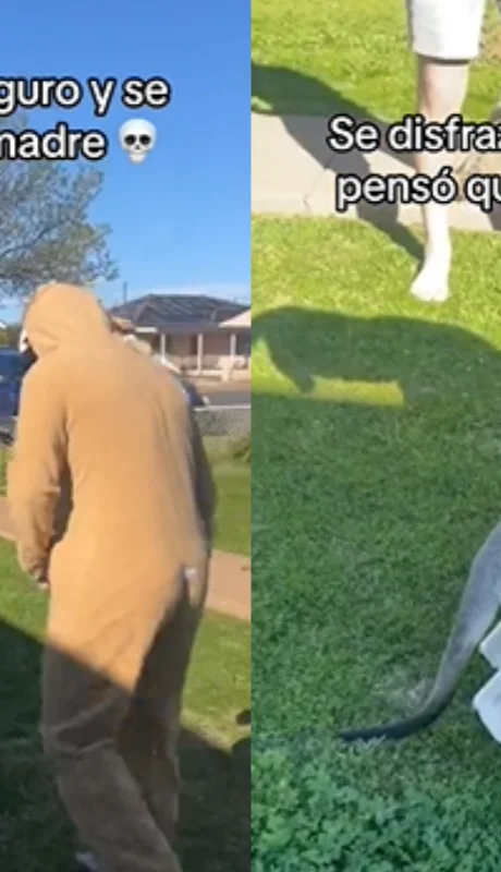 Canguro se confundió y pensó que era su madre.