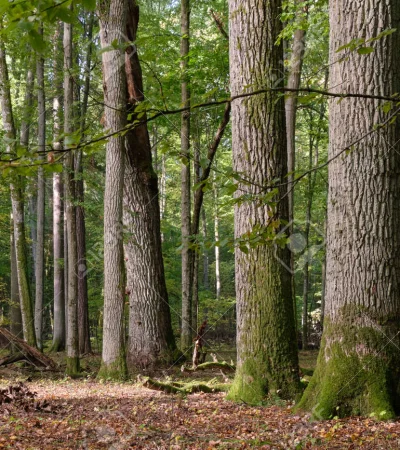 Viejos y enormes robles ingleses similares a los utilizados en un experimento.