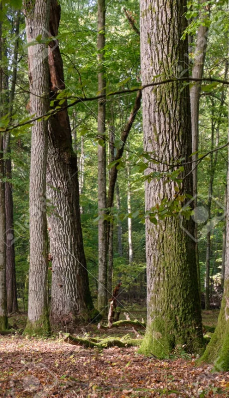 Viejos y enormes robles ingleses similares a los utilizados en un experimento.