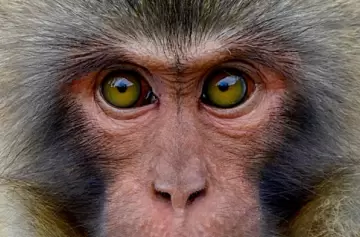 Todo lo que tenés que saber sobre la viruela del mono