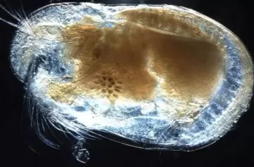 Hallaron el pene más antiguo del mundo y determinaron de quién es