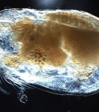 La extraña criatura es un cangrejo con secretos sexuales ancestrales.