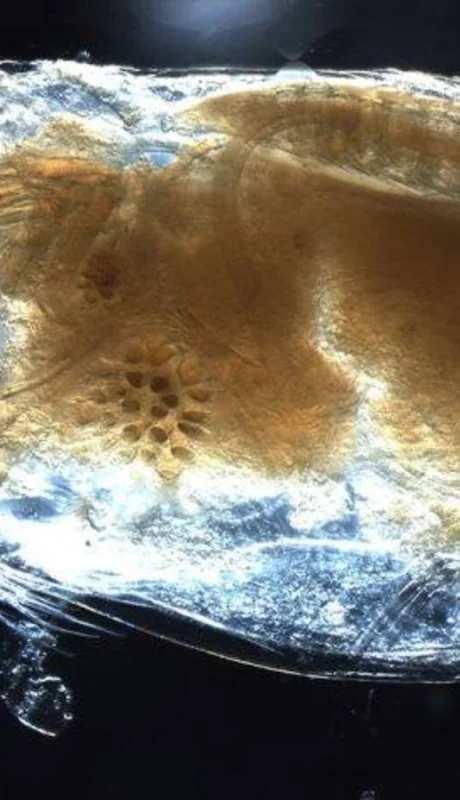 La extraña criatura es un cangrejo con secretos sexuales ancestrales.