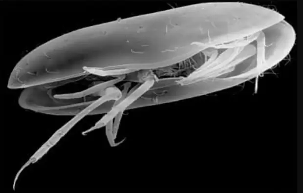 El curioso crustáceo fósil de 425 millones de años atrás. (Foto: web)