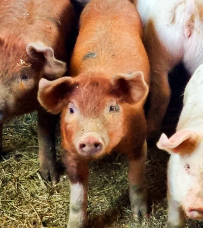 Mendoza en alerta: primera víctima fatal por triquinosis sacude a la provincia