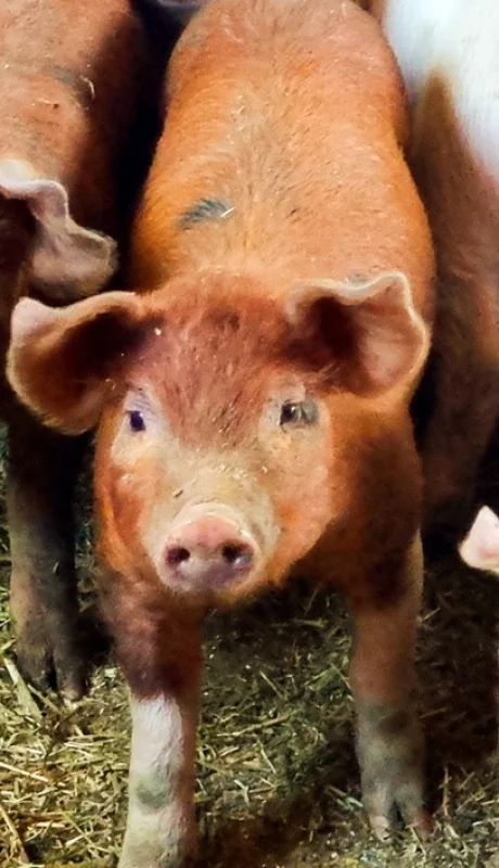 Mendoza en alerta: primera víctima fatal por triquinosis sacude a la provincia