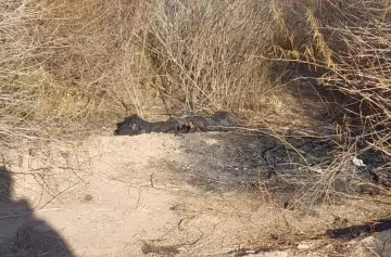 Tremendo hallazgo: en Las Heras se encontraron partes de un cadáver calcinado