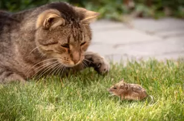 ¿Los gatos son realmente cazadores de ratones como asegura el mito?
