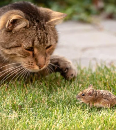 ¿Los gatos son realmente cazadores de ratones como asegura el mito?