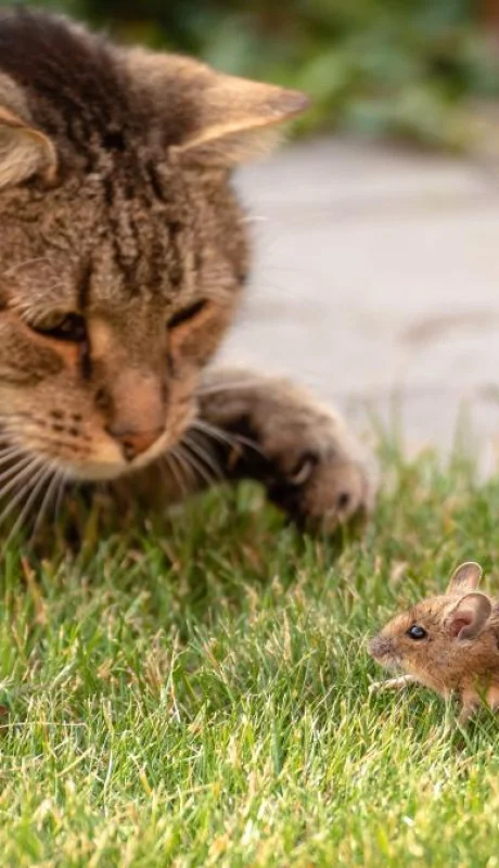 ¿Los gatos son realmente cazadores de ratones como asegura el mito?