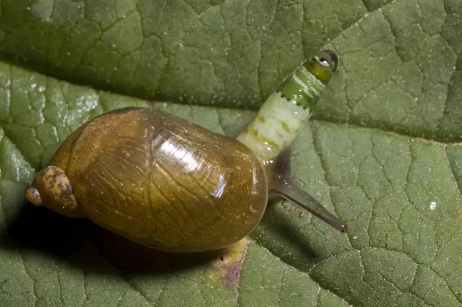 Caracol afectado por