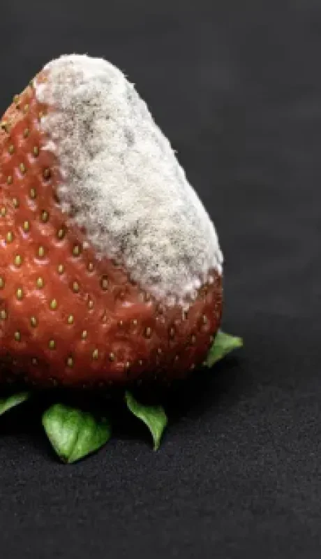 Cuando el moho hace acto de presencia, debés desechar el producto.