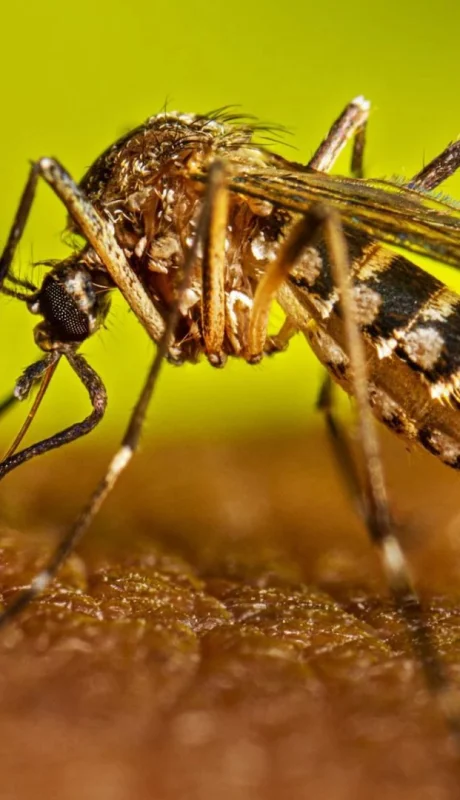 Cómo elegir repelentes aprobados por ANMAT este verano