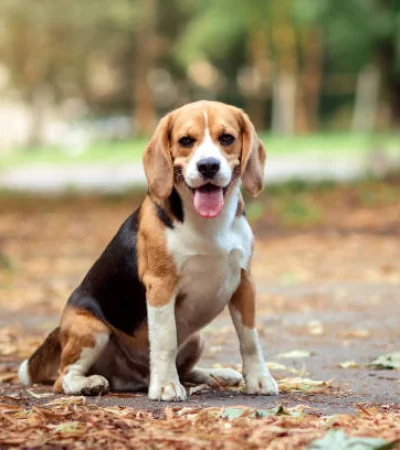 Beagle