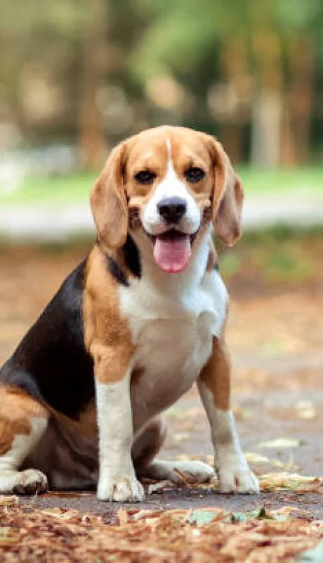 Beagle