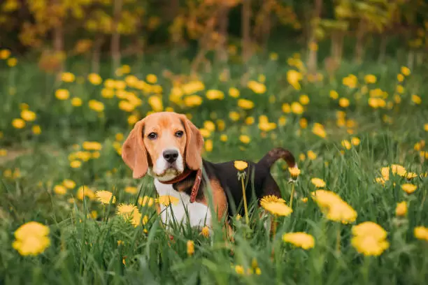 Con su energía el Beagle ama a los chicos