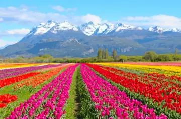 Este pueblo patagónico tiene un campo de tulipanes increíble y así podés visitarlo