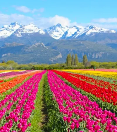 Campo de Tulipanes en la Patagonia.