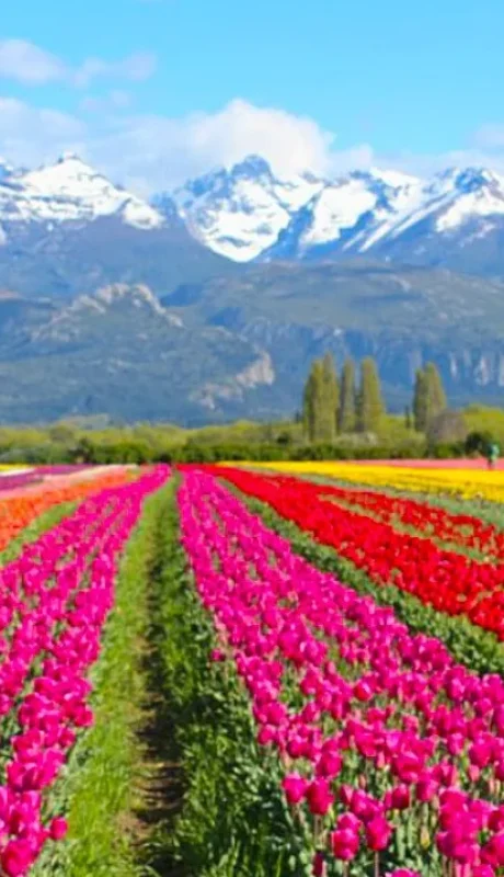 Campo de Tulipanes en la Patagonia.