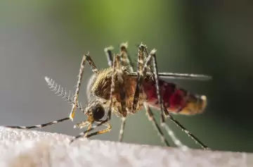 Secreto fascinante: cómo nos detectan los mosquitos para picarnos