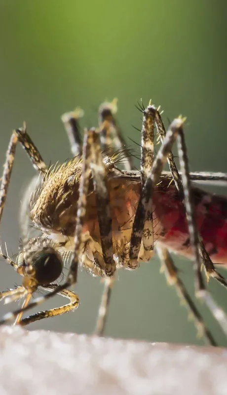 Secreto fascinante: cómo nos detectan los mosquitos para picarnos