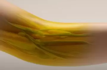 ¡Increíble! Pudieron volver transparentes la piel y los tejidos en seres vivos