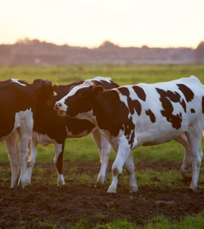 Las vacas están contentas.