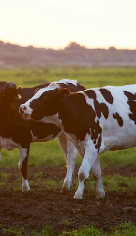 Las vacas están contentas.