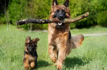 Por qué los perros ven el mundo de una manera distinta a nosotros