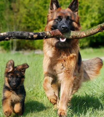 Por qué los perros ven el mundo de una manera distinta a nosotros