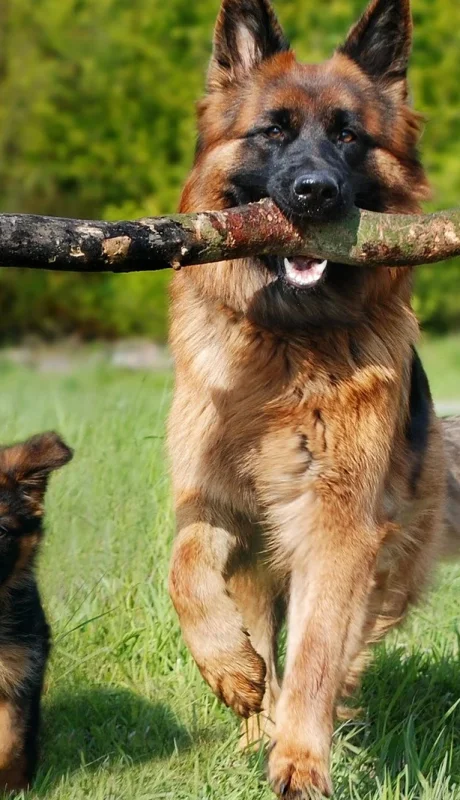 Por qué los perros ven el mundo de una manera distinta a nosotros