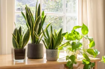 Estas son las mejores plantas para habitaciones sin ventanas o con poca luz