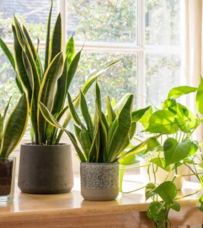 Plantas de interior.